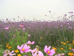 -紫颐香薰山谷景区