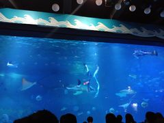 -烟台海昌鲸鲨海洋公园