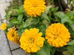 -来之顺海鲜菜馆·青岛菜·始于1993(栈桥店)