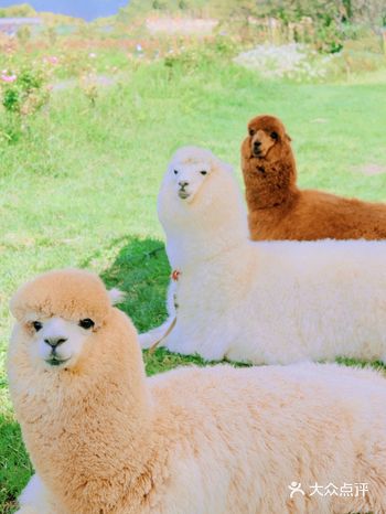 大理玫瑰庄园|苍山下的童话王国