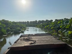 -池杉湖湿地公园