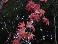 -秋霞圃