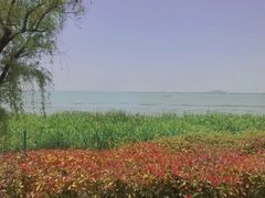 -西京湾花海