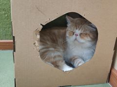 -猫和宫(六道口店)