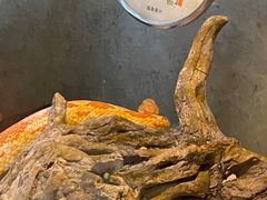 -自然博物馆新馆2楼餐厅
