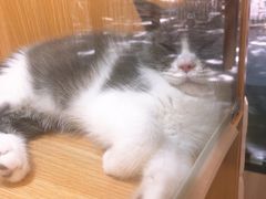 -袖虎宠物·金渐层缅因猫舍(灵芝店)