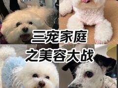 -帕帕拉兹宠物(亚洲旗舰店)