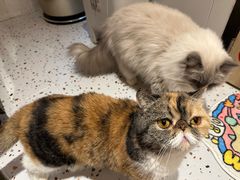 -滚猫咖啡·猫咖·猫友好撸猫(未来城店)
