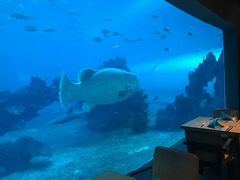 -海棠湾洲际-涛·海底餐厅·美人鱼·自助餐·海底隧道