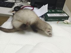 -芭比堂动物医院·24小时·眼科中心(深圳中心)