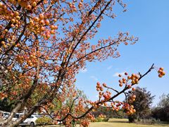 -红宝石·鲜奶小方·海派西点房(肇嘉浜店)