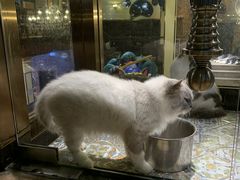 -more than meow吴止猫主题餐厅(承德 中船汇店)