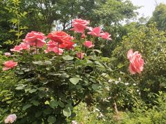 -鹅湖玫瑰文化园