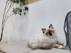 -素咫咖啡CLIFEROSE(新安店)