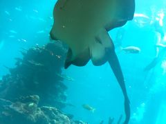 -海棠湾洲际-涛·海底餐厅·美人鱼·自助餐·海底隧道