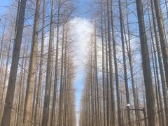 -东平国家森林公园