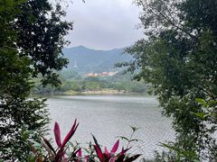 -深圳仙湖植物园