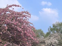 -莲花池公园