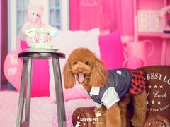 -超宠爱宠物摄影-Super pet