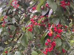 -樱桃山旅游景区