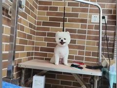 -安安宠医宠物医院·异宠·犬猫内科(岳阳分院)