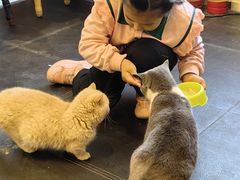 -猫小院猫主题餐厅(南锣旗舰店)