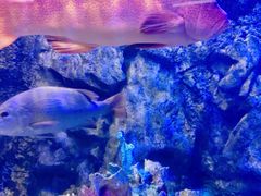 -太平洋海底世界