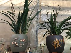 -金陵花卉交易市场