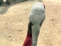 -盐城丹顶鹤湿地生态旅游区