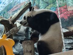 -武汉动物园