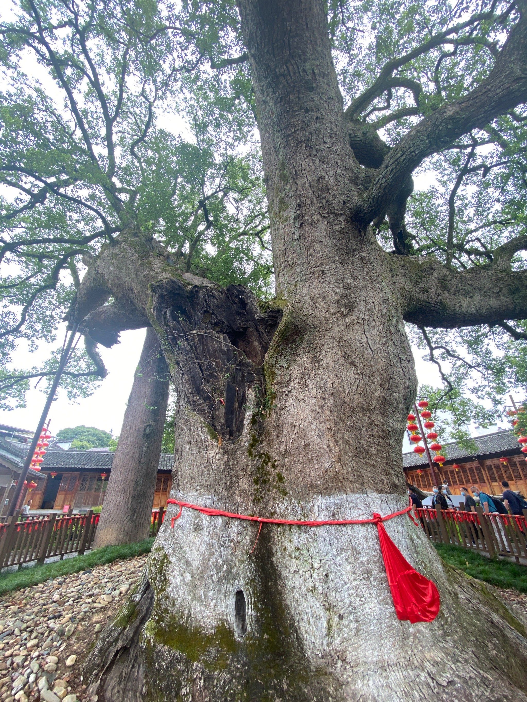 愿望绑满祈福树