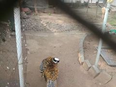 -陕西自然博物馆