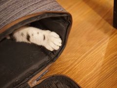 -猫友咖啡店(玉林西路店)