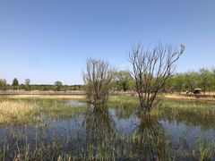 -野鸭湖国家湿地公园