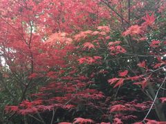 -桃花岛景观公园