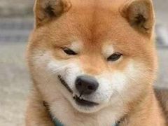 对菜品的评价-周鱼小馆石锅酸菜鱼(活力汇店)