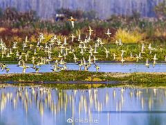 -泗洪洪泽湖湿地景区