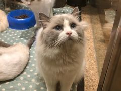 -more than meow吴止猫主题餐厅(承德 中船汇店)