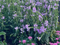 -星巴克(北京通州新光大中心店)