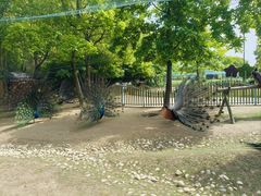 -东平国家森林公园