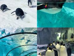 -珠海长隆海洋王国