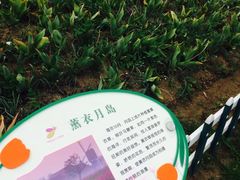 -荷兰花海