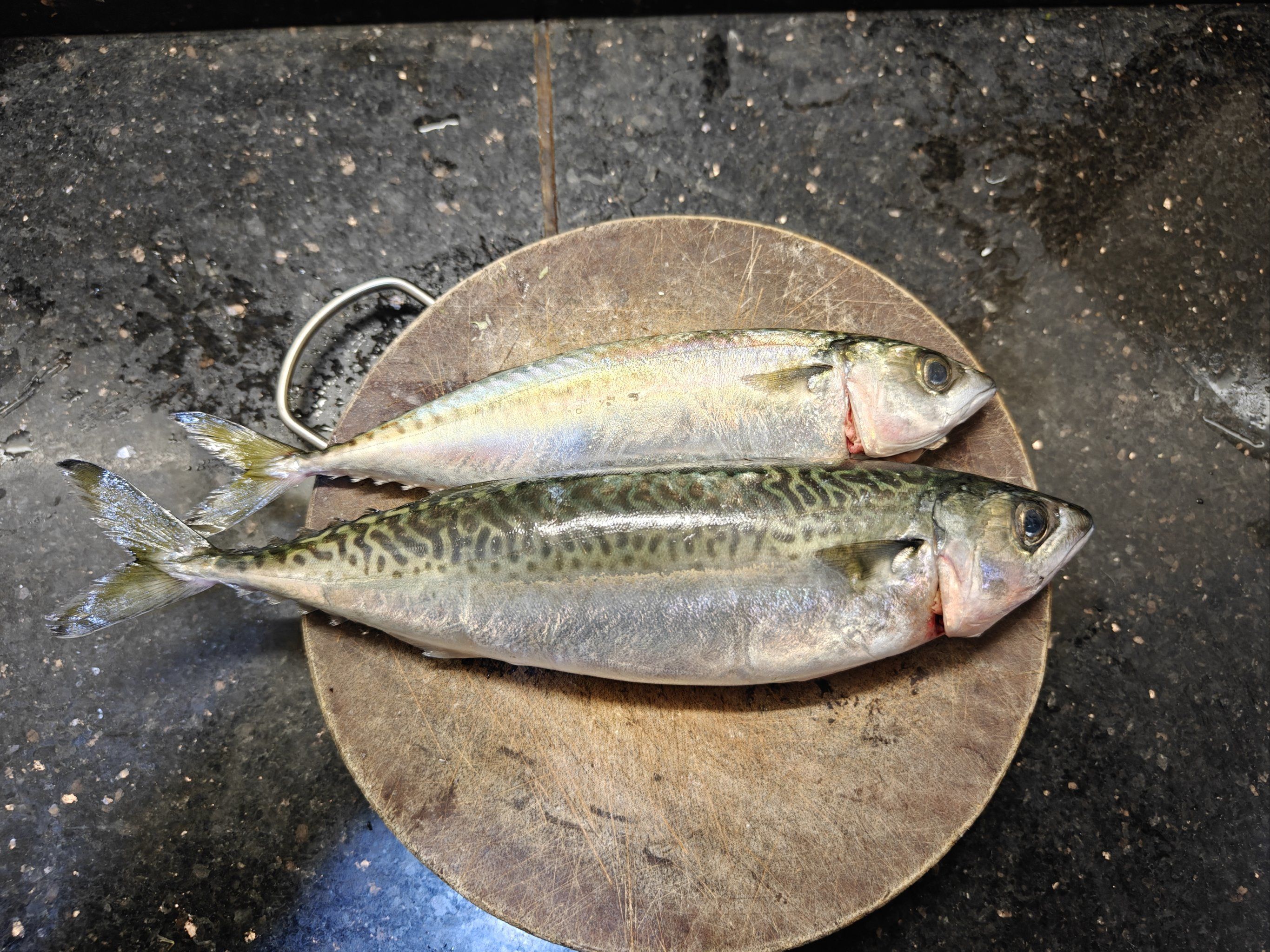 福建养殖青花鱼就试过几次了,这次试试大连养的