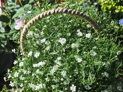 -循礼门鲜花花市(武汉循礼门店)