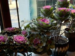 -老三羊汤【北兴隆街店】