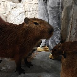 -Zoolung Zoolung动物主题公园(海信广场店)