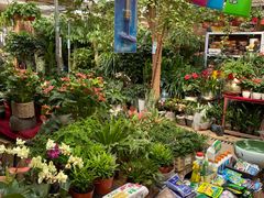 -秦美花卉(天朗·莱茵小城2期店)