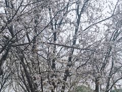 -桃花堤公园