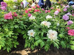 -莲花池公园