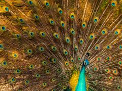 -泉州海丝野生动物世界